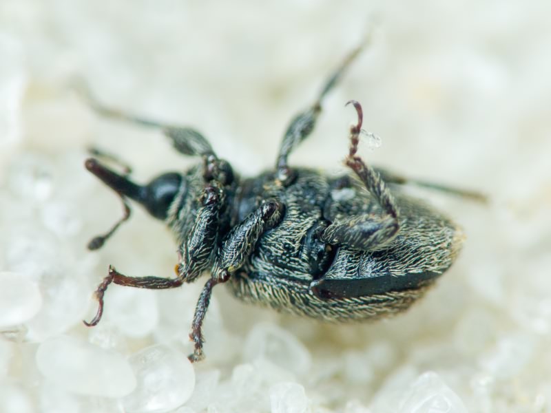 Rhinusa tetra (Fabricius, 1792)